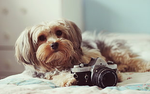 black and tan Yorkshire Terrier near the DSLR camera